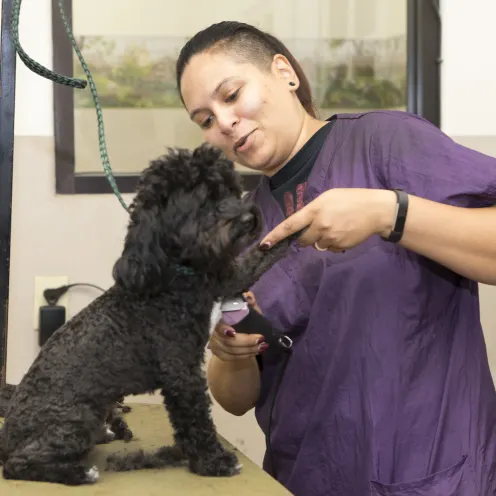 Groomer in purple uniform shaving a dog's fur.